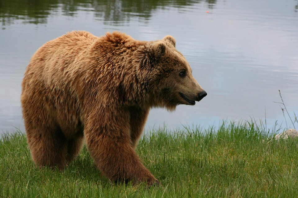 Bear Safety